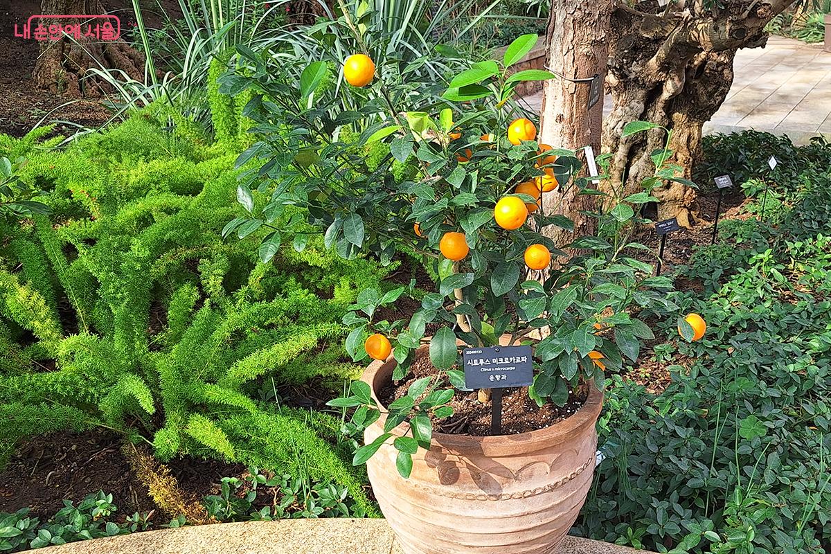 햇살 아래 탐스러운 빛을 품은 시트러스 미크로카르파, 자연의 생명력과 희망을 가득 담았다. ©정향선
