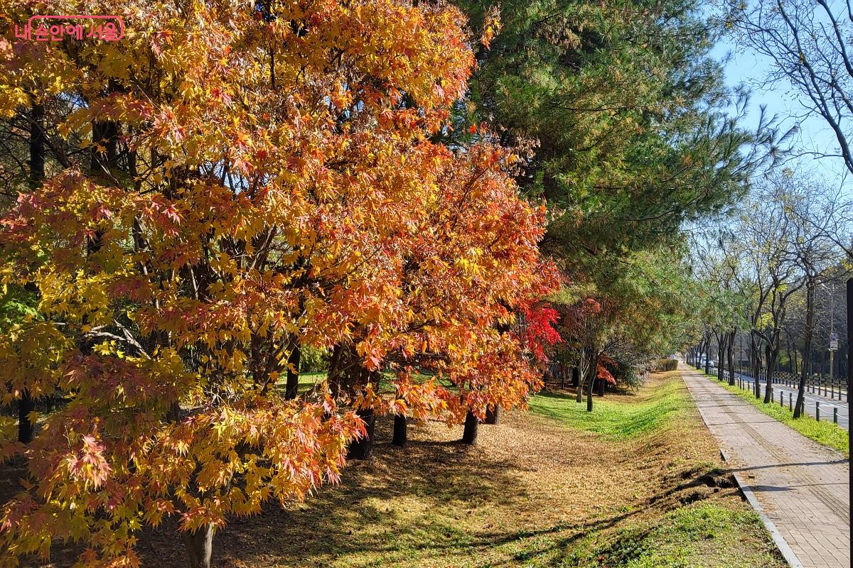 서울 단풍길 110선 중 하나인 월드컵로 옆 난지천공원이 형형색색의 단풍으로 물들었다. &copy;권수진