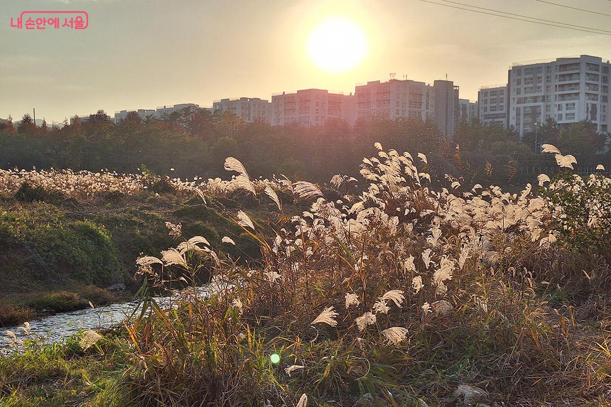 생명력 넘치는 도심 속 오아시스로 변모한 장지천 수변활력거점 ©이혜숙