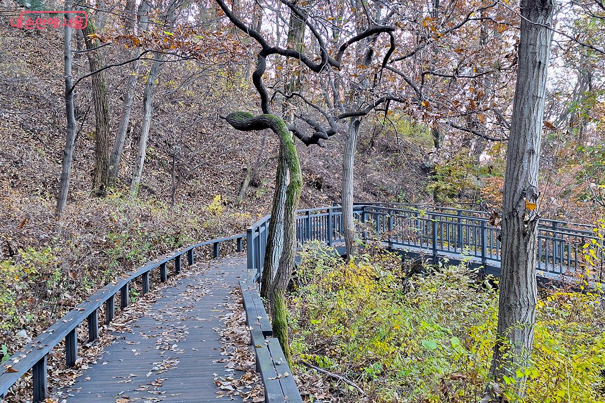 용마산 산책로에서는 '뱀을 닮은 나무 등걸' 등 신기한 형상의 다양한 자연물들이 있다. &copy;이혜숙