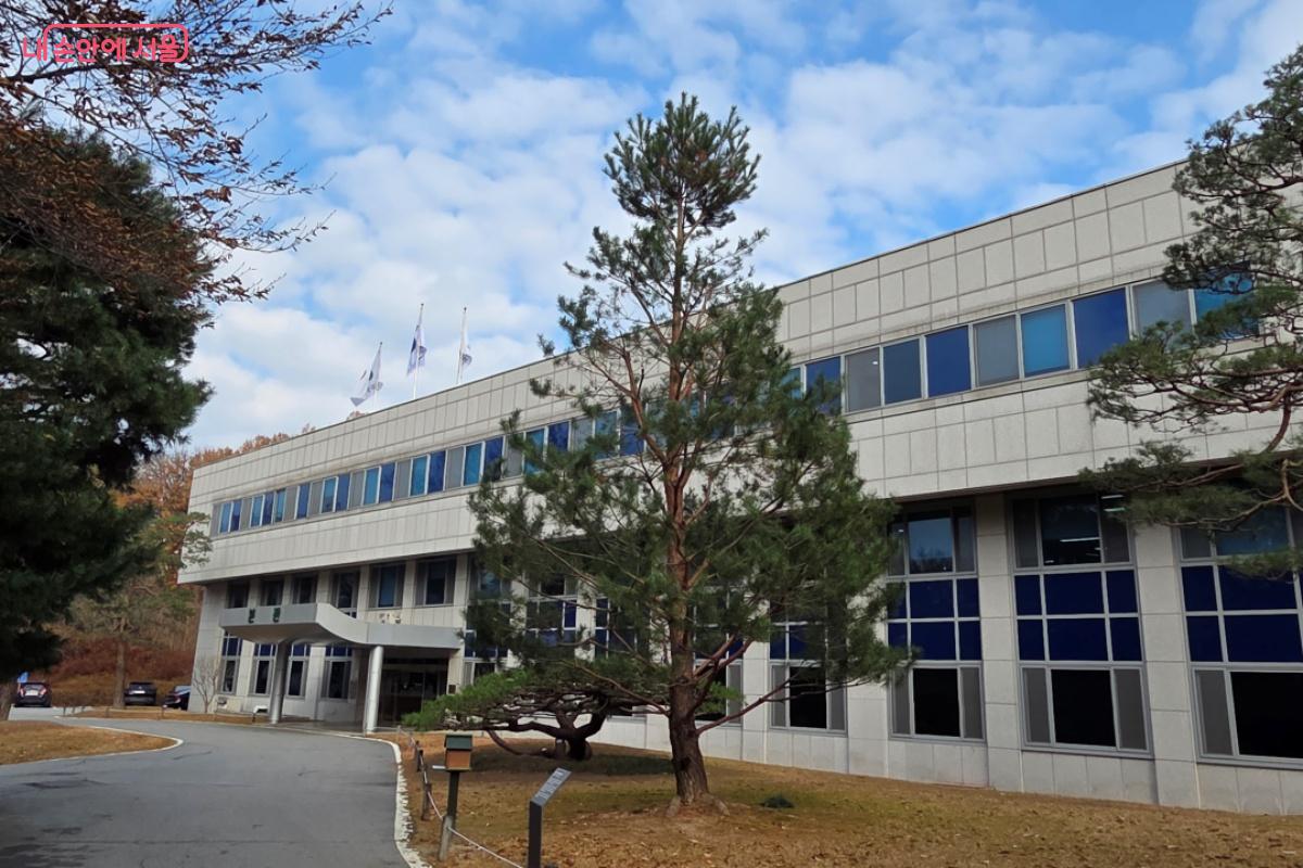 속리산 정이품송의 후계목도 자라고 있다. ⓒ김미선