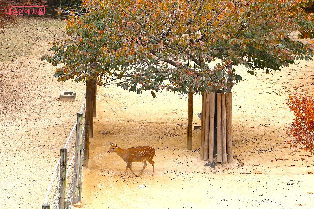 하얀 점을 가진 꽃사슴이 마당을 한가로이 거닐고 있다. ©이봉덕 