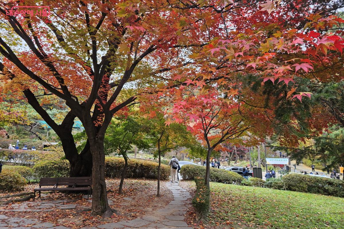 도서관을 벗어나 숲길로 향하는 길조차도 큰 나무들의 색색으로 물든 단풍이 펼쳐졌다.ⓒ염지연