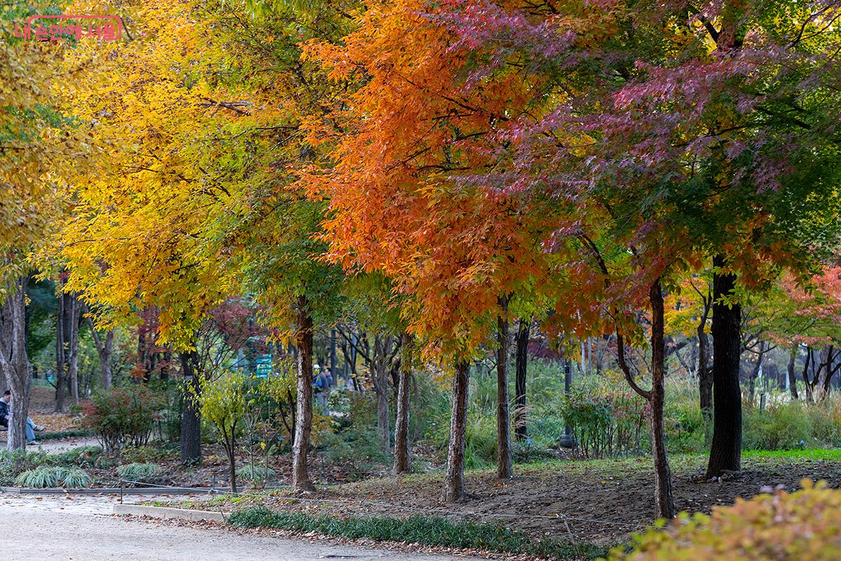 고은 빛깔로 물든 서울숲 단풍나무들 &copy;문청야