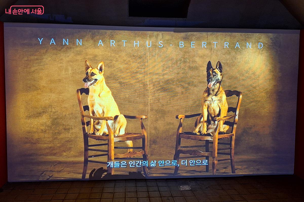 개들은 사냥에서 시작해 감시와 목양, 경비를 거쳐 인간 삶 깊숙이 스며든 따뜻한 동반자다. ©이혜숙