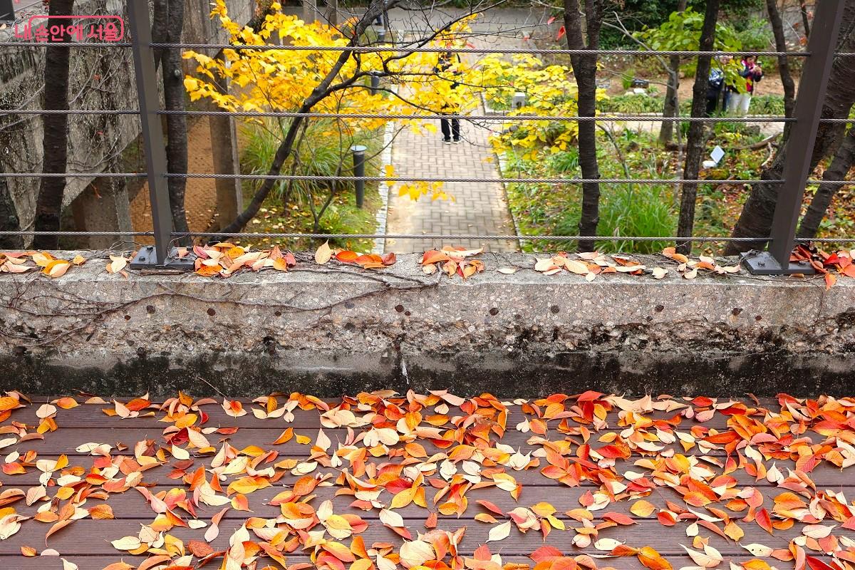알록달록 선유도 공원의 가을이 깊어간다. &copy;이봉덕 