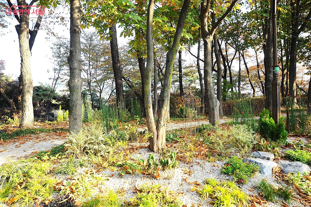 ‘건강정원’과 함께 조성된 또 다른 매력포인트 ‘별빛 마로니에숲’ ©조수봉