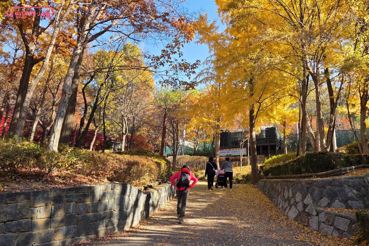 노란 은행나무가 있는 왼쪽 방향으로 걸어가면 용마산 동행길로 이어진다. ©김미선