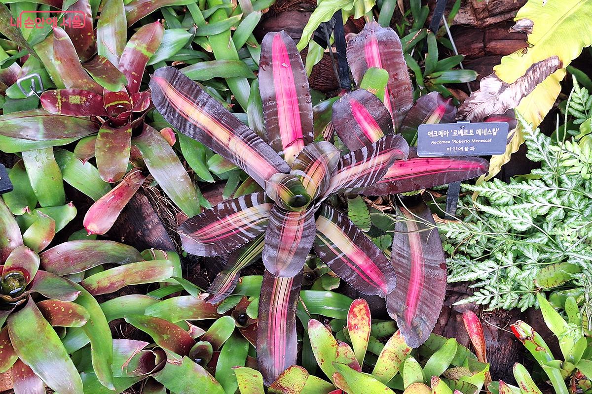 강렬한 색채와 독특한 형태가 돋보이는 ‘에크메아 로베르토 메네스칼’. 독특한 무늬와 선명한 붉은빛 줄무늬가 주위를 압도하는 강렬한 매력이 있다. ©정향선