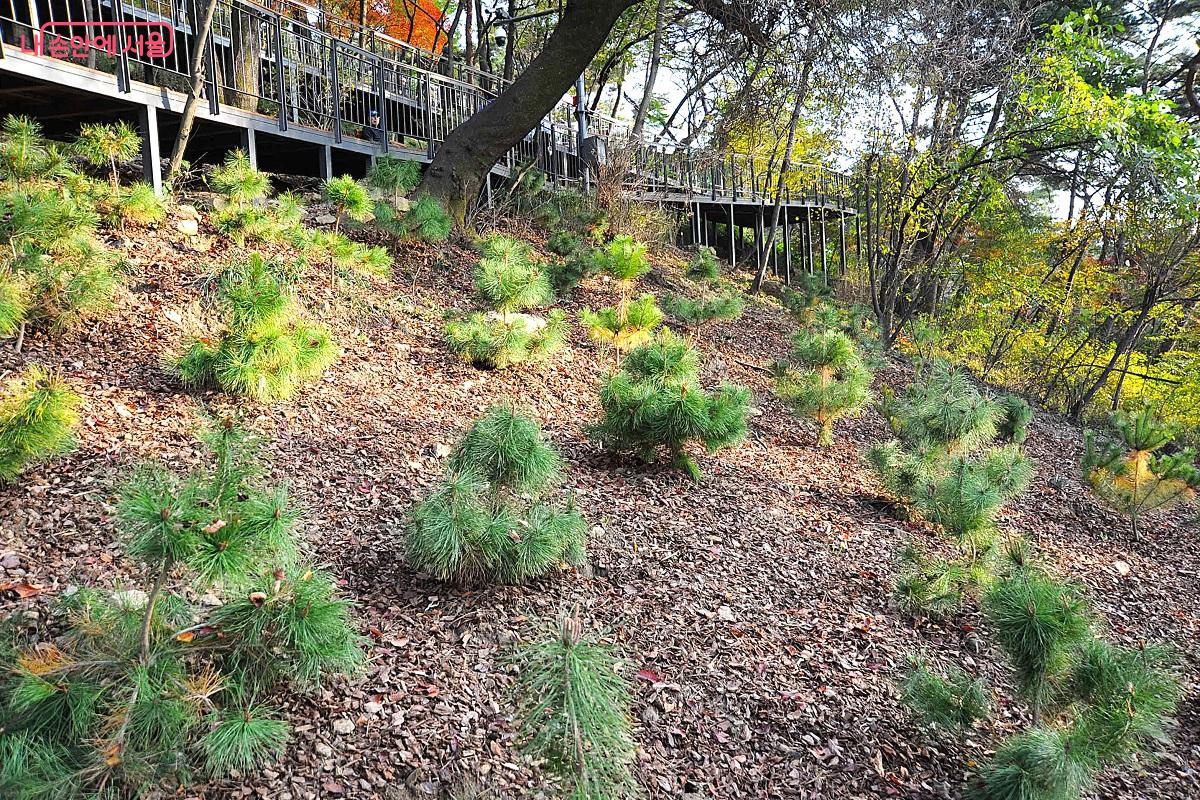 남산의 우량 소나무 씨앗으로 키워낸 후계목이 경사면에서 자라고 있다. ⓒ조수봉