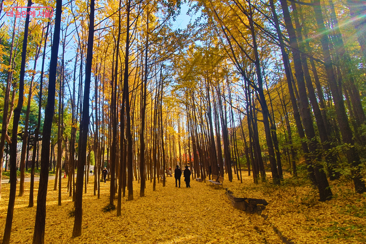 곧게 뻗은 은행나무들이 양옆으로 도열해 있는 숲길 중앙을 시민들이 걸어가고 있다. 오른쪽 상단에서 햇살이 비치며 무지개빛 플레어가 생겼다. 바닥에는 노란 은행잎이 가득 깔려 있고, 오른쪽에는 낮은 돌담이 있어 산책로의 경계를 이룬다. ©양정화