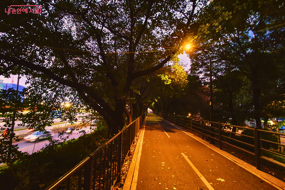 야간에 가로등이 환하게 켜진 송정제방길 산책로의 모습. 우거진 나무들 사이로 조명이 길을 밝혀 낙엽이 쌓인 길을 안전하게 걸을 수 있으며, 난간 너머로 차량 불빛이 가득한 동부간선도로의 야경이 보인다. ©양정화
