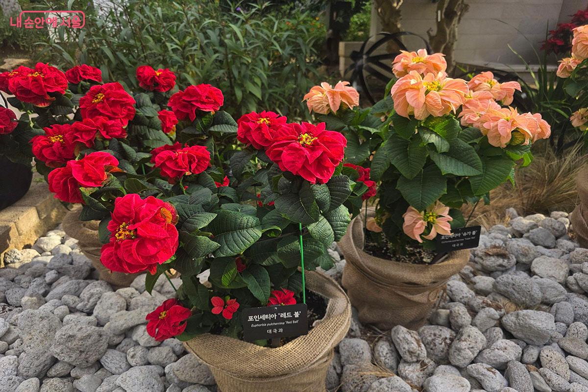 장미를 닮은 ‘레드볼’과 ‘슈가볼’ 포인세티아 ©이정민