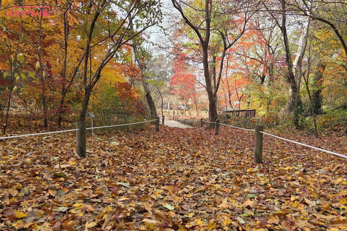 낙엽이 그대로 쌓인 길을 걸었다. ⓒ김미선