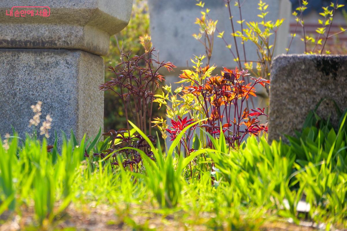 아미산에 모란, 작약 등 여러 가지 새싹이 돋아나고 있다. ©박성환  