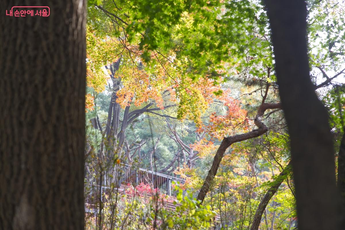 올 가을 서울에서 가장 핫한 명소임에 틀림 없는 남산 하늘숲길 &copy;임중빈