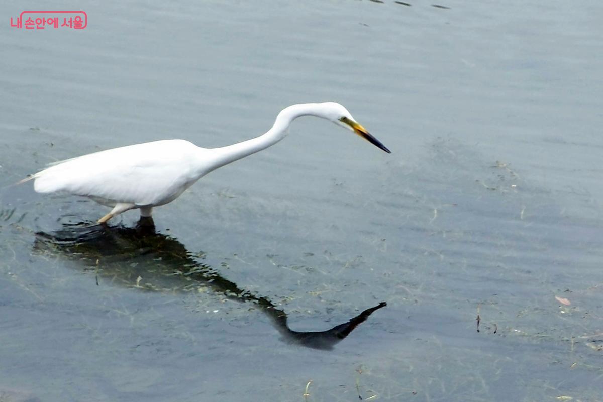 옛 이름 '학여울'과 잘 어울리는 양재천 백로 ⓒ김종성