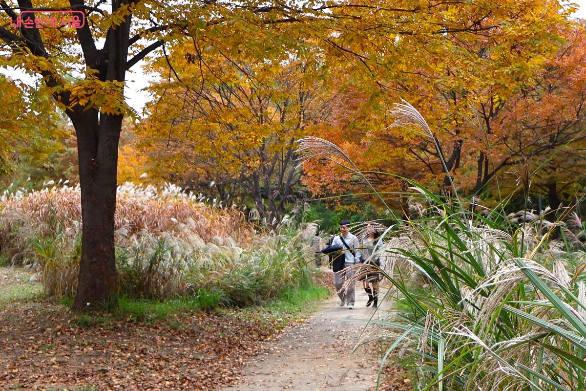 도란도란 이야기하며 가을 갈대밭을 산책하는 시민들 ©이봉덕