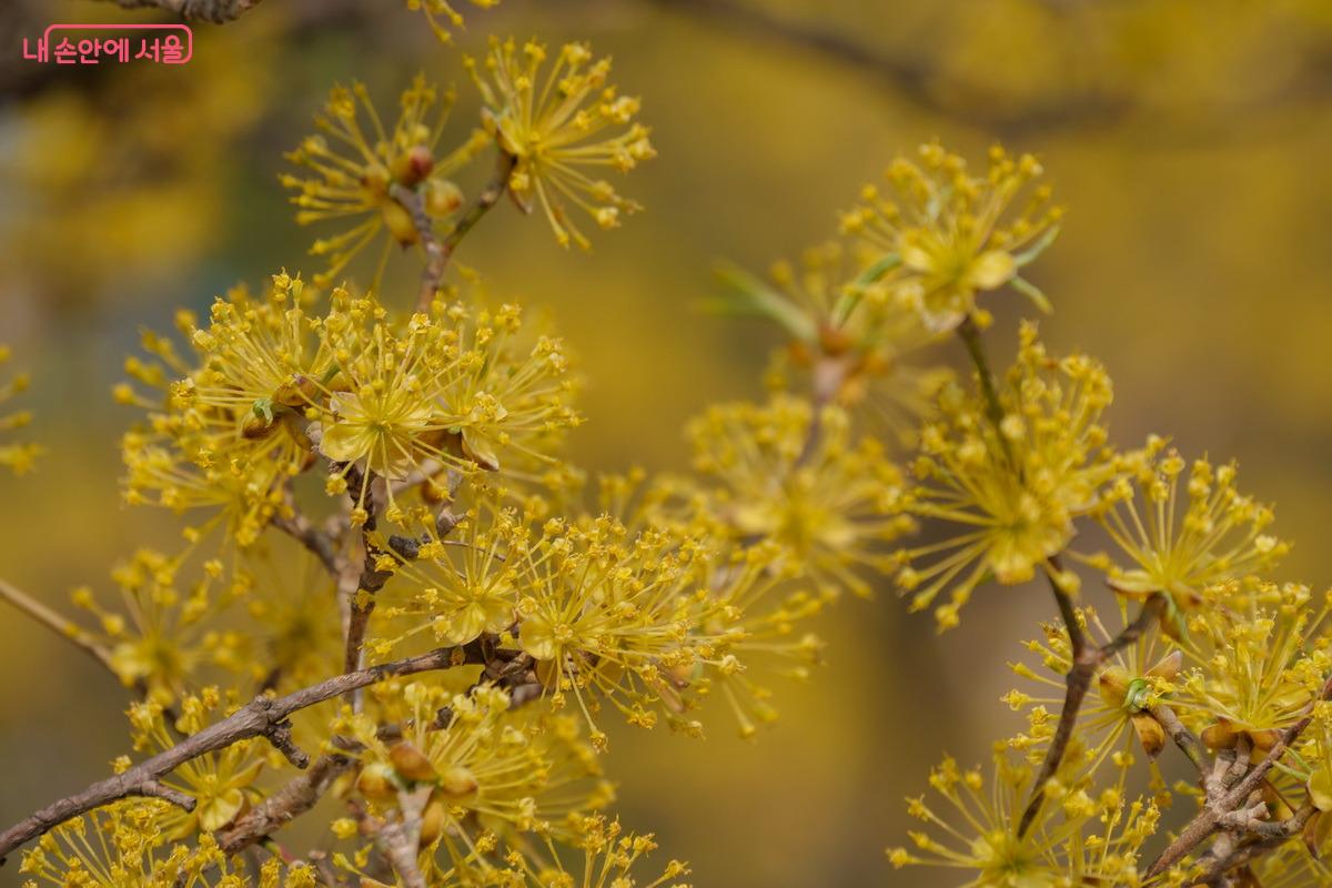 고궁 곳곳을 노랗게 물들이고 있는 산수유나무 ©박성환