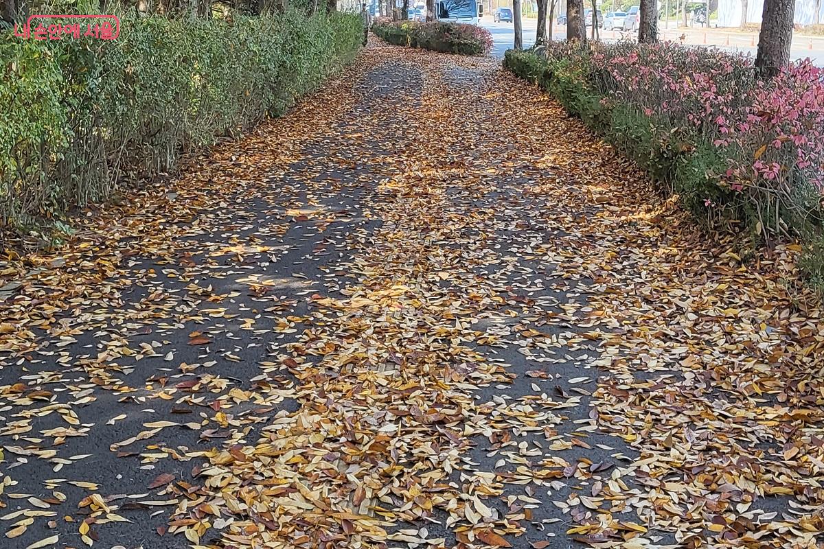 월드컵로에 낙엽이 소복하게 내려앉아 가을의 정취를 더한다. &copy;권수진