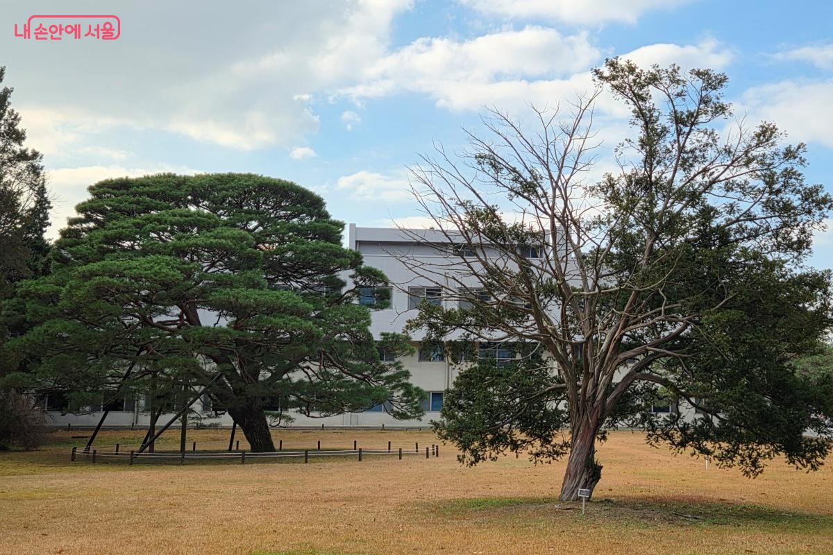 반송에 얽힌 이야기도 들을 수 있었다. ⓒ김미선
