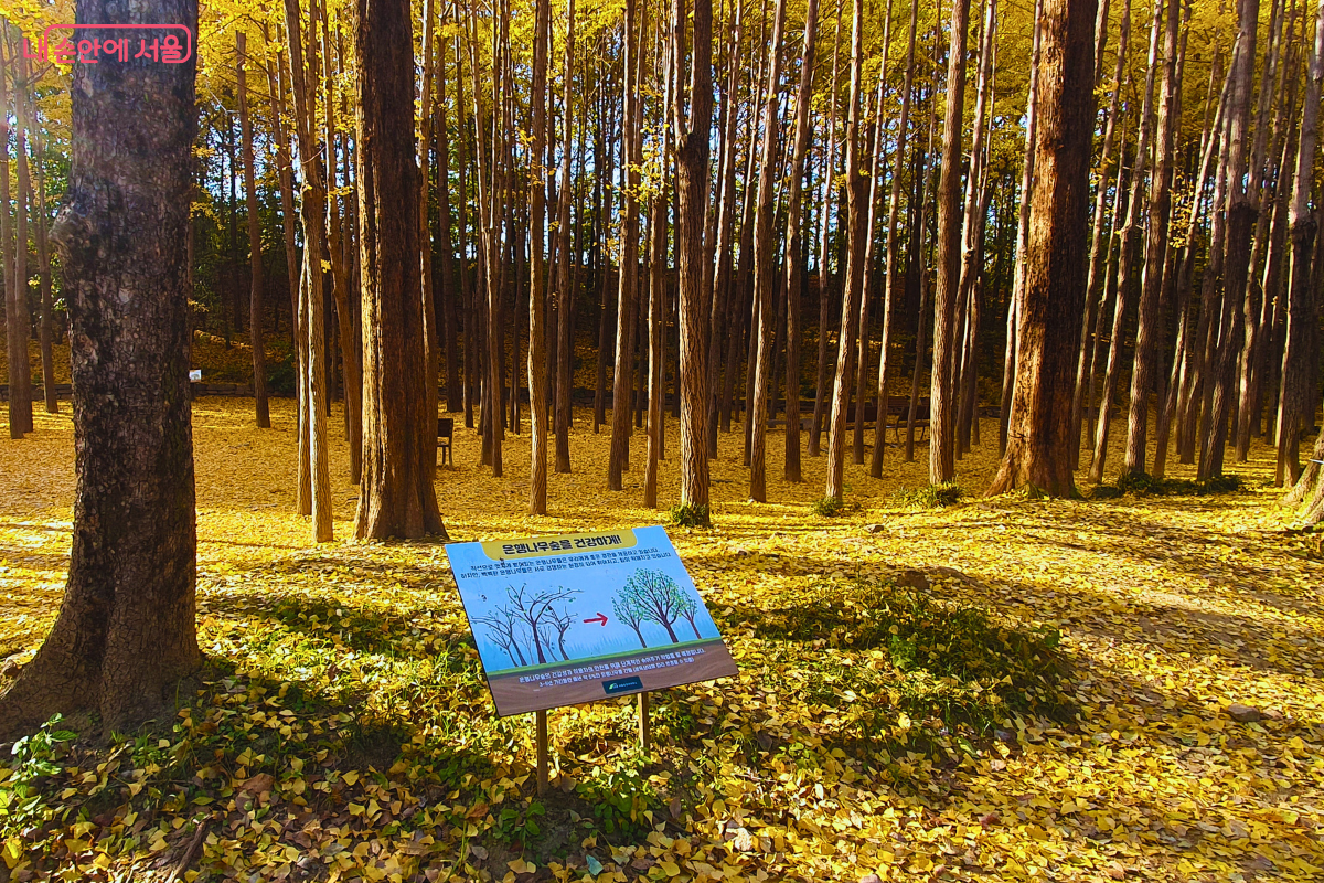 화면 앞쪽 땅에 '은행나무숲을 건강하게!'라는 제목과 함께 나무 전정 작업에 대한 설명과 그림이 그려진 안내판이 세워져 있다. 안내판 뒤로는 수많은 은행나무가 빽빽하게 서 있고, 바닥에는 노란 낙엽이 가득 깔려 있다. ©양정화