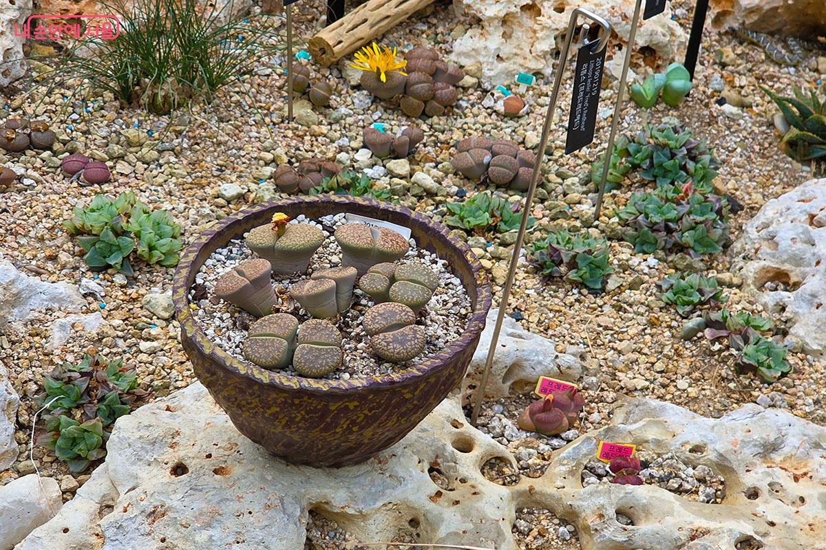 꽃이 나온 리톱스 ©이정민