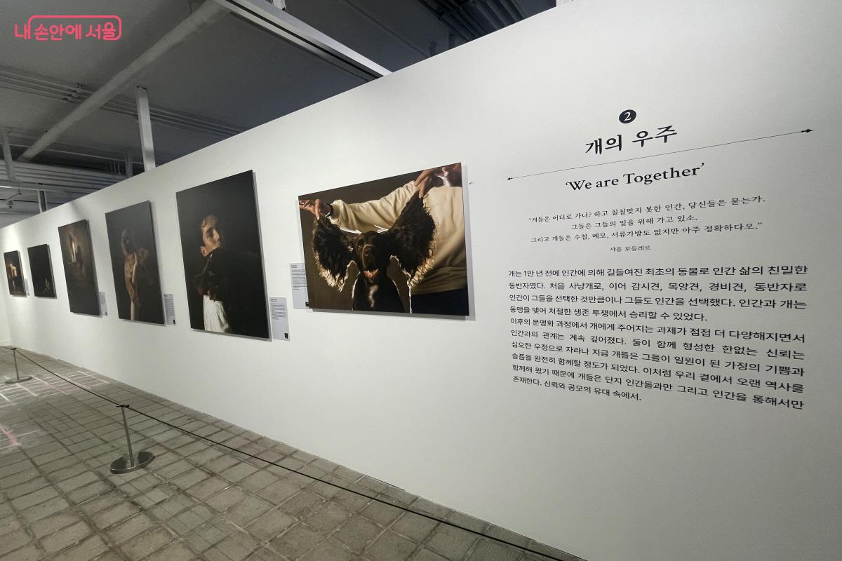 ‘개의 우주’ 섹션에서 볼 수 있는 다양한 작품들 ©이정민