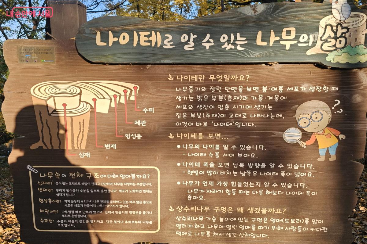 나무가 자라기 힘든 때에는 다른 해보다 나이테 폭이 좁다는 사실도 흥미로웠다. &copy;염지연