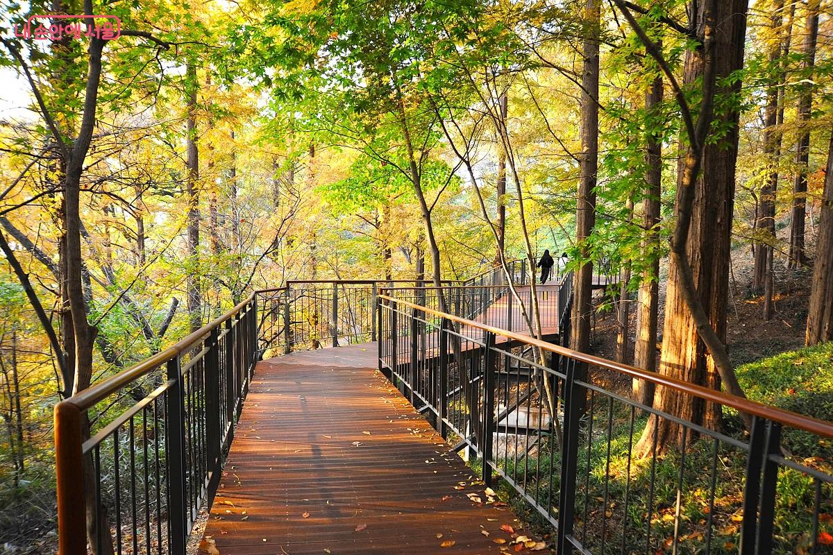 메타세쿼이아 숲과 어우러진 ‘하늘전망다리’도 사진 찍기 좋은 포인트이다. ©조수봉