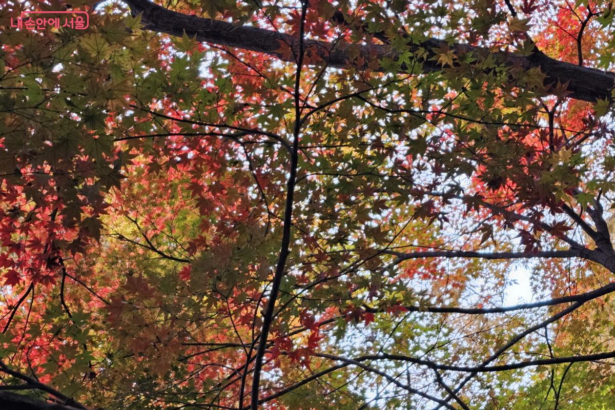 초입부터 이미 새빨갛고 노랗게 물든 단풍나무들이 장관을 이루었다 ⓒ염지연