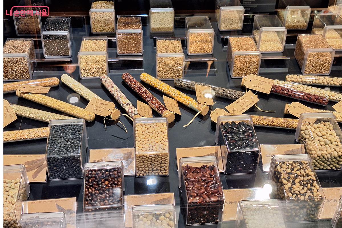 고대부터 현대까지 이어진 씨앗들의 여정이 우리에게 미래의 희망과 지속가능한 삶의 가능성을 전한다. ©정향선