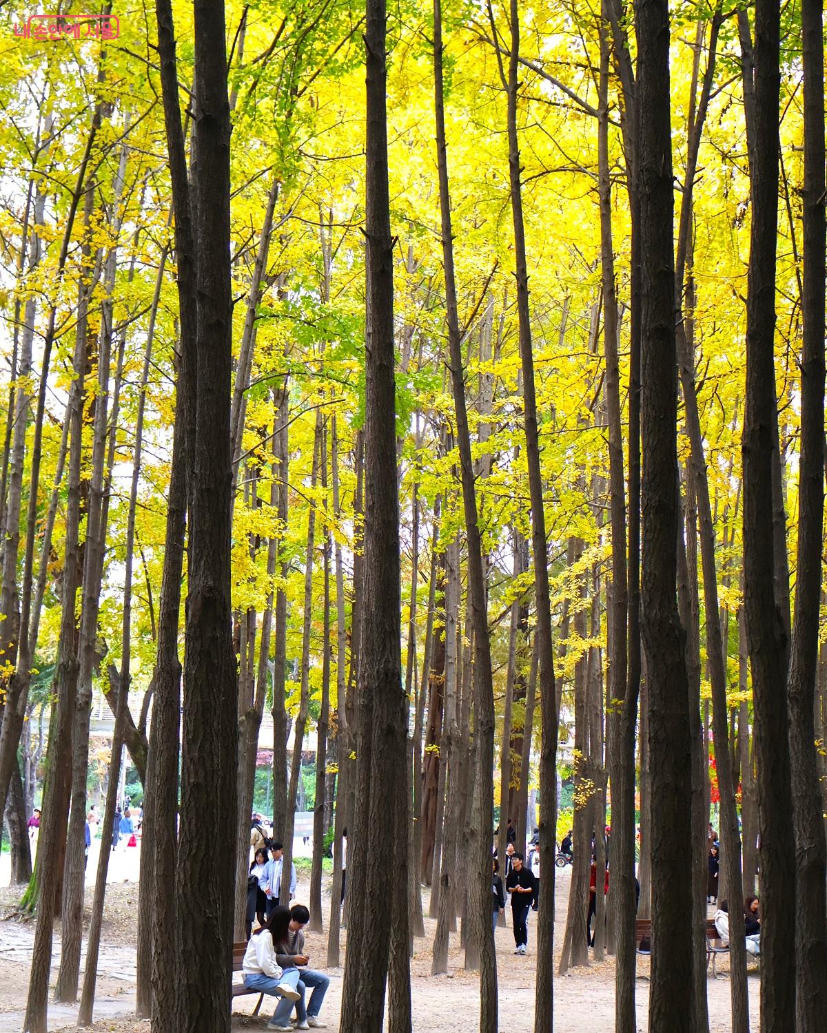 노란 가을 빛 아래에서 무르익어가는 가을을 보내는 시민들 ©이봉덕