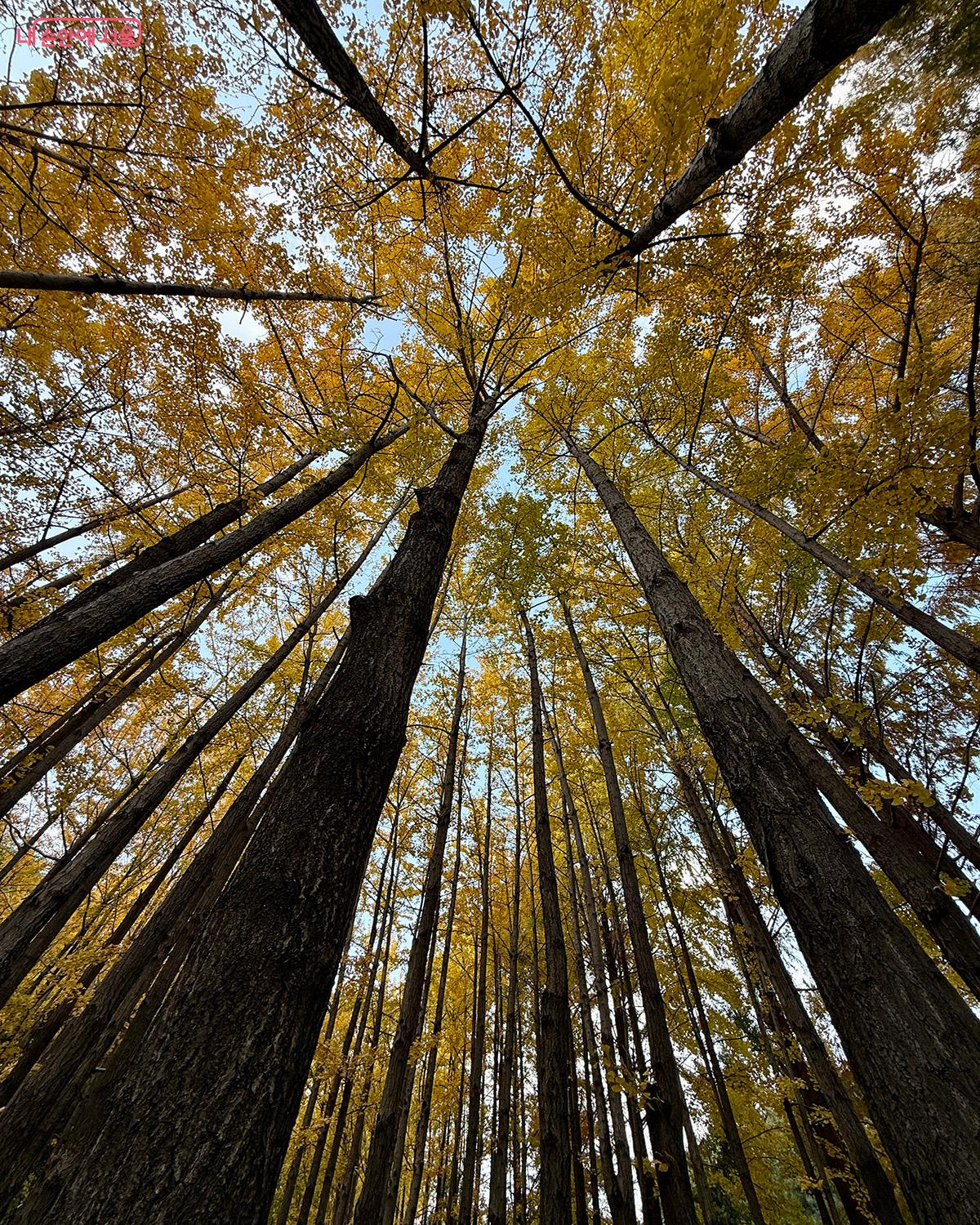 서울숲 은행나무길에 단풍이 절정이다 ©김미정