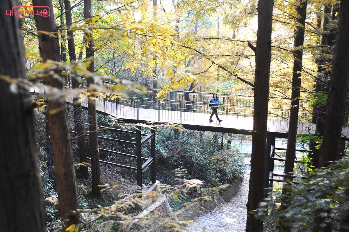 메타세쿼이아 숲속 계곡을 지나는 ‘바람전망다리’ ⓒ조수봉