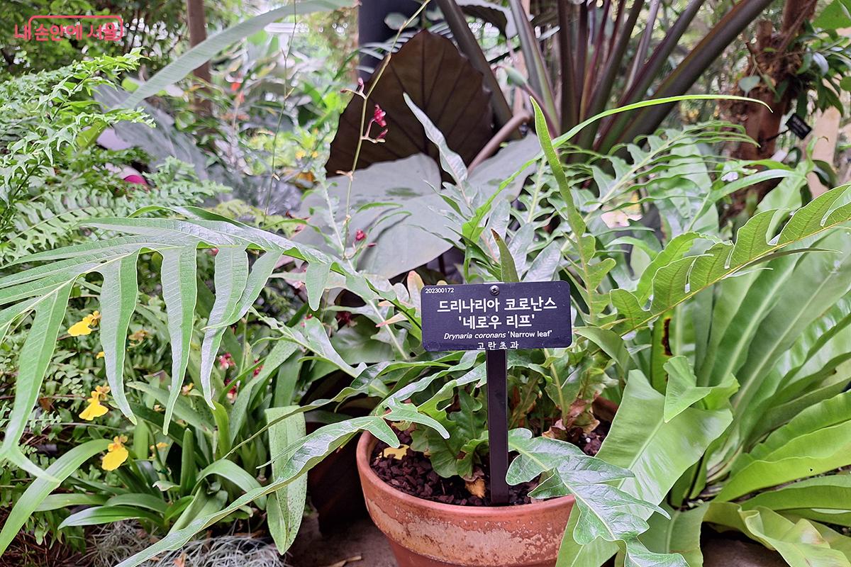 노랑 온시디움과 분홍 카틀레야, 드리나리아가 조화로운 생명력을 선사한다. ©정향선