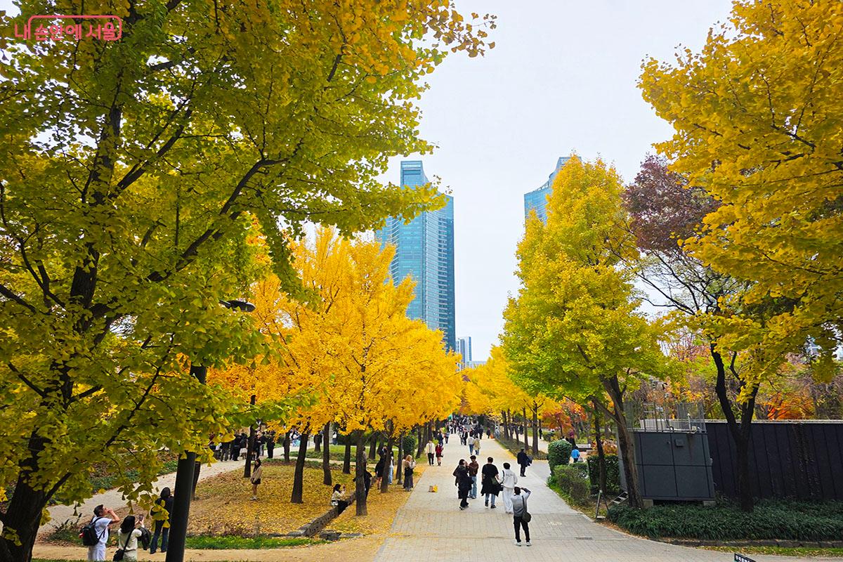은행나무길에서 사진을 찍는 사람들을 만났다. ©이정민