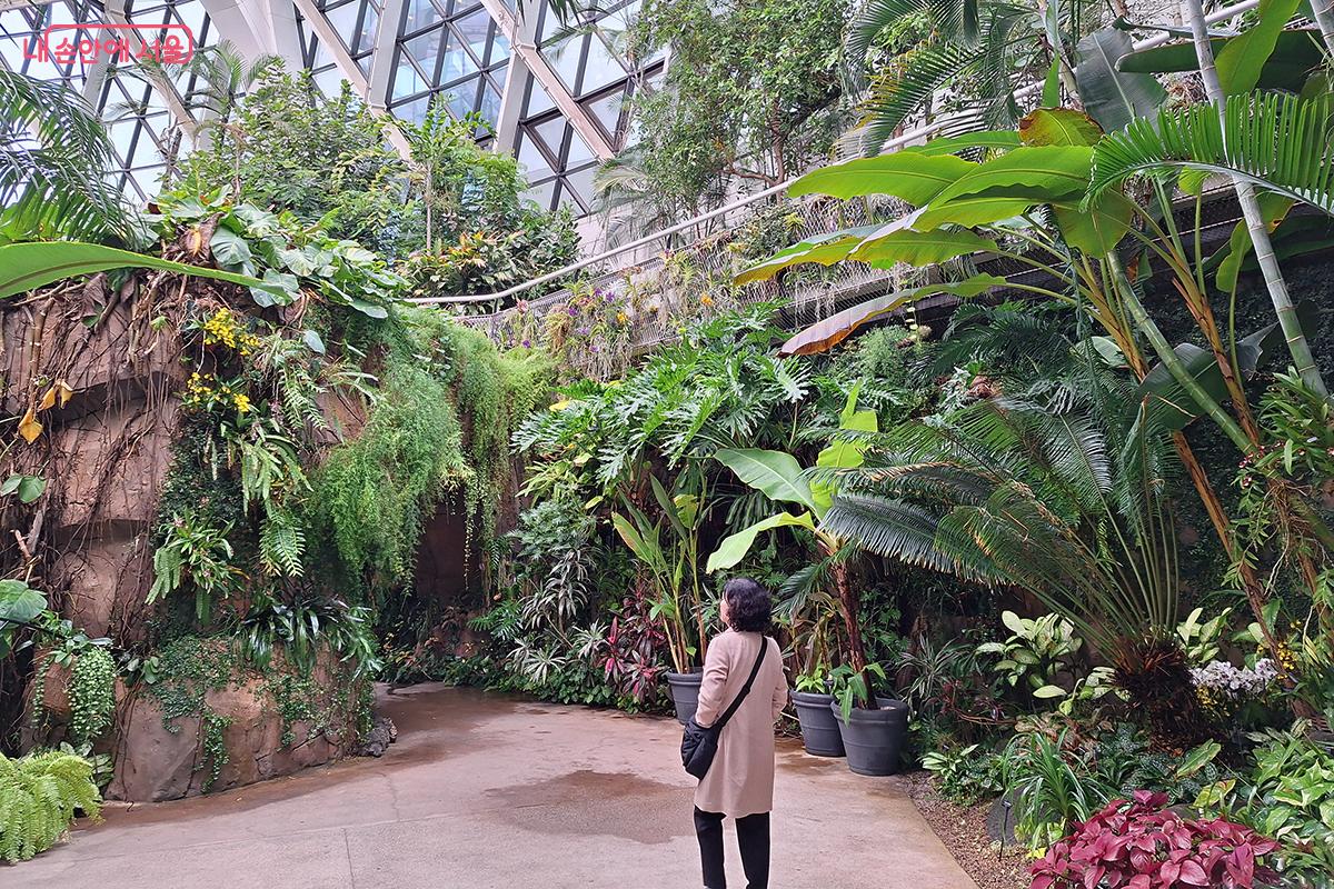 열대관은 열대의 생명력이 가득한 녹색의 오아시스로, 다양한 난초와 이국적인 식물이 빛과 습기 속에서 생동감 넘치게 자라난다. ©정향선