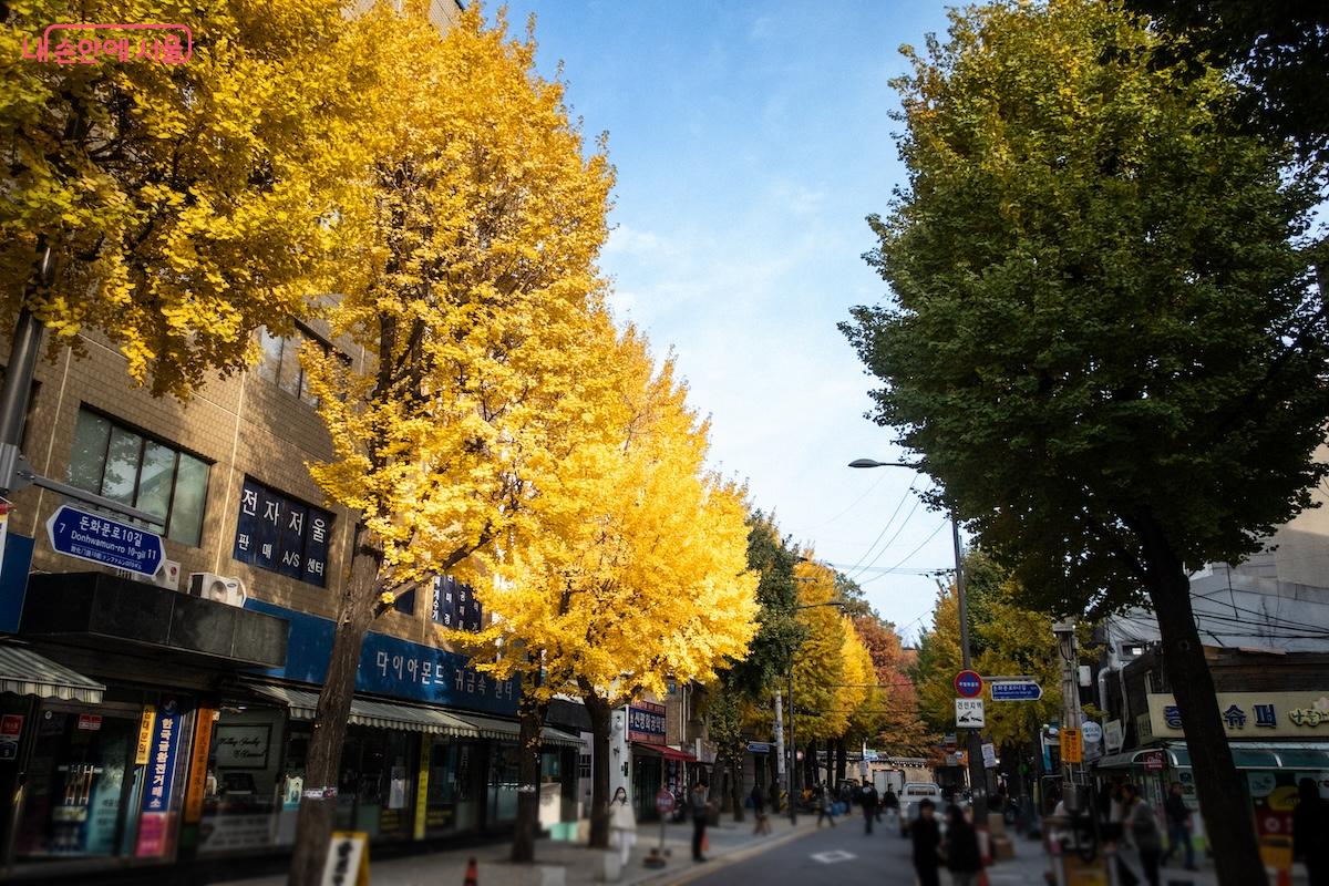 돈화문로10길 주변 가로수 잎들도 단풍으로 멋스럽다. &copy;이진형