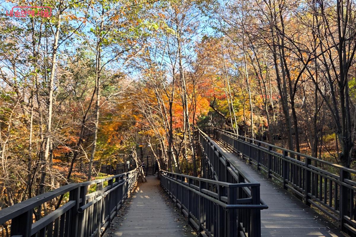 지그재그 데크길 주변으로 알록달록 아름답게 변하는 풍경을 만난다. ©김미선