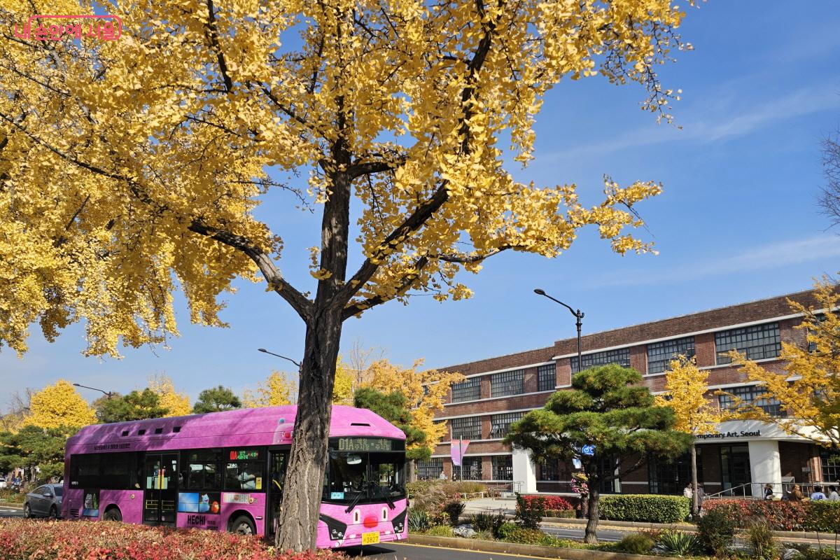 단풍을 즐기며 걷다 보니 나무 사이를 지나가는 해치버스의 모습도 눈에 띈다. ©염지연