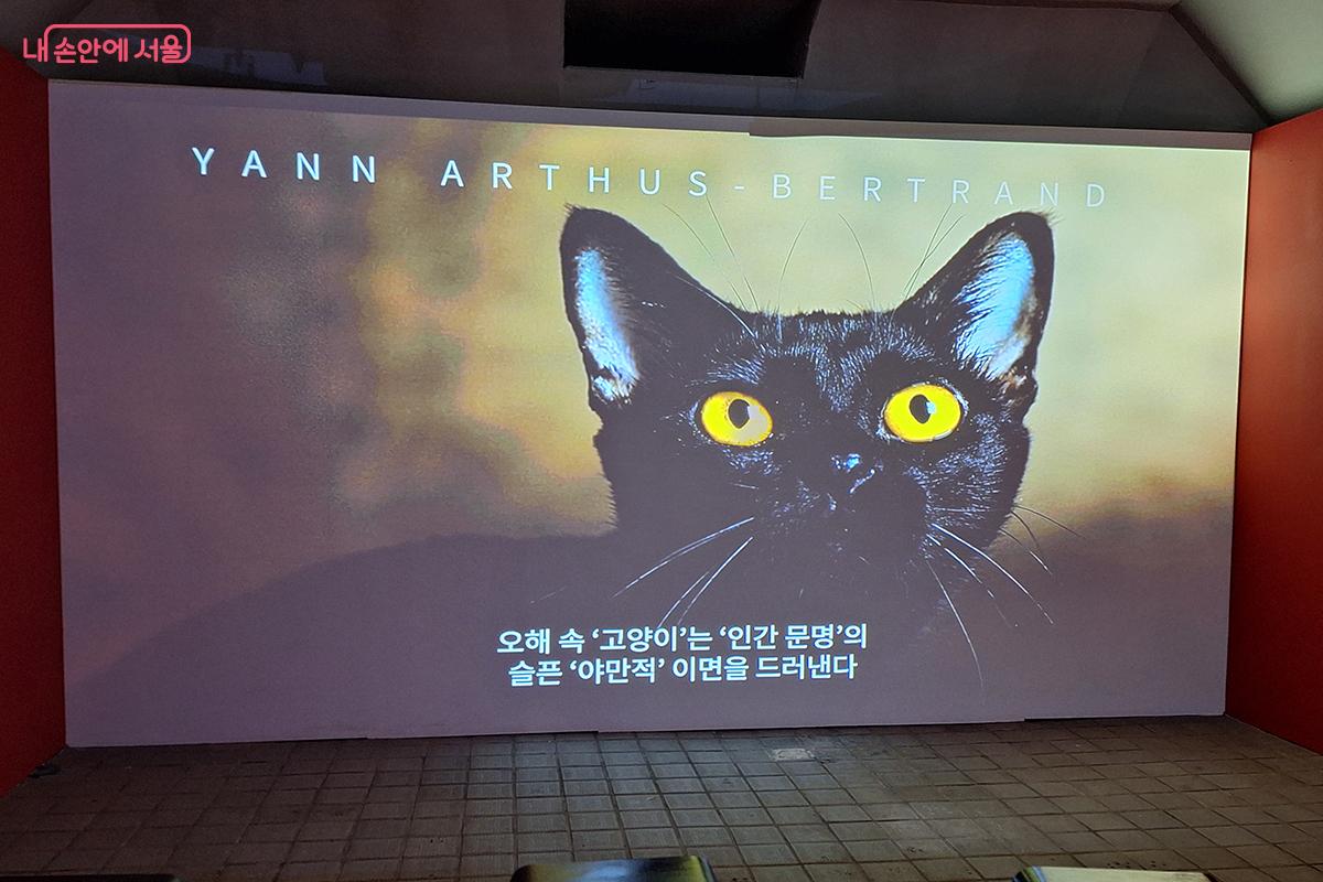 AI 영상속 '오해 속 고양이'는 인간 문명'의 슬픈 '야만적' 이면을 드러낸다. ©이혜숙