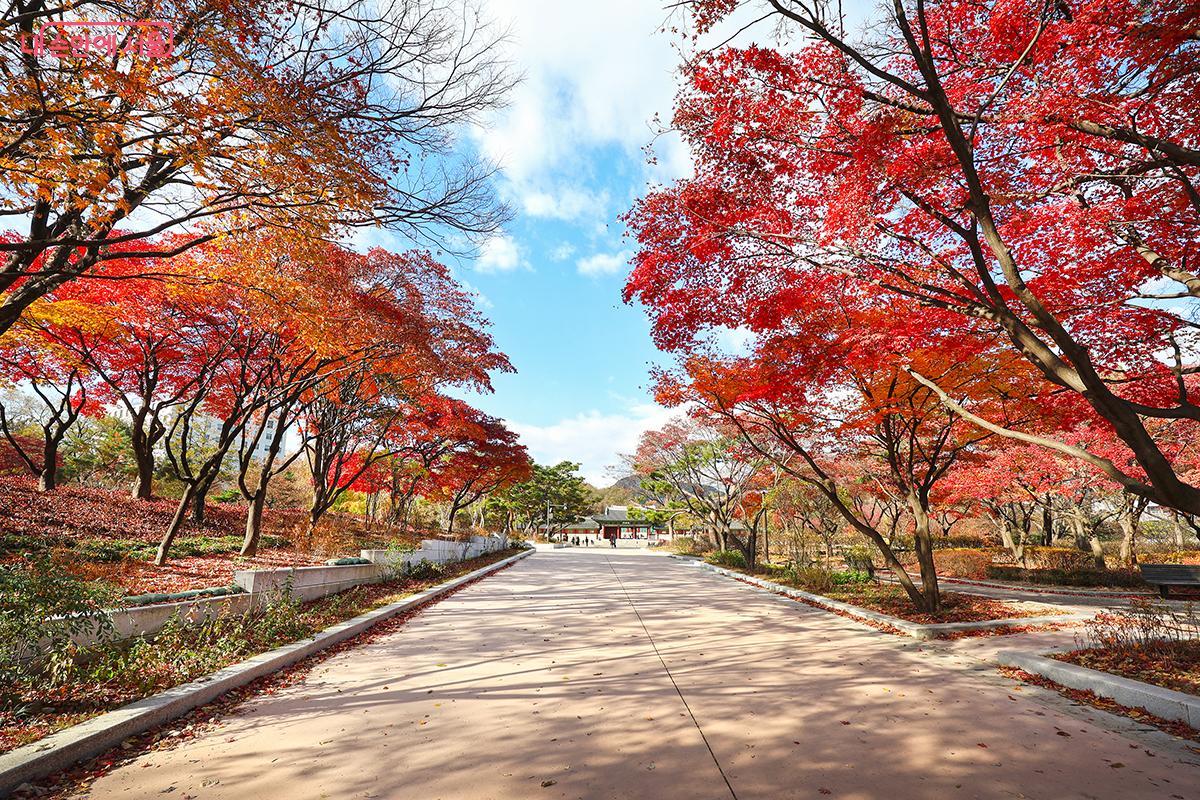 붉게 물든 단풍나무가 인상적인 경희궁 터 전경 ©김주연