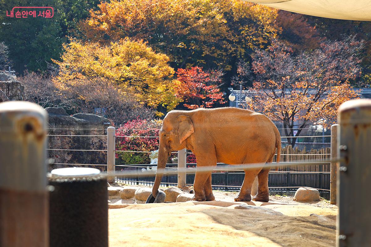 선선해진 가을 대공원의 인기 동물인 코끼리가 활발한 움직을 보여주고 있다 ©김주연