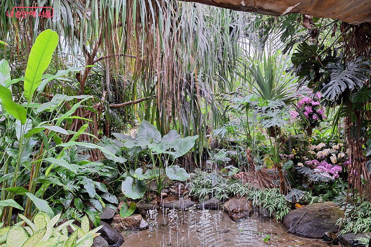 서울식물원 열대관의 분홍빛 ‘카틀레야’ 난초가 고귀하고 우아한 겨울의 아름다움을 전한다. ©정향선