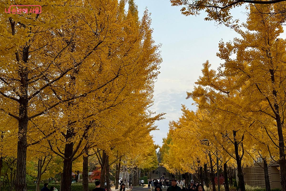 황금빛 은행나무길이 가을의 정취를 느끼게 해준다 ©김미정