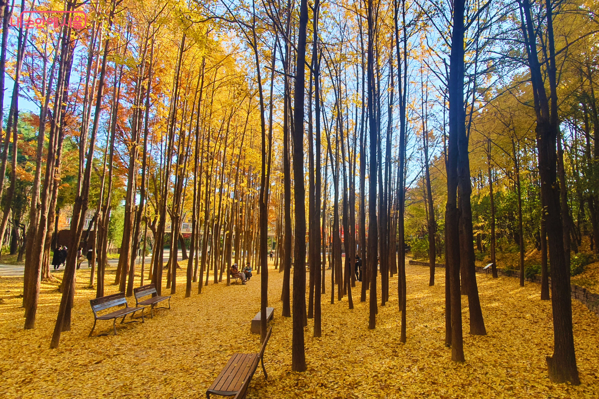 얇고 긴 은행나무들이 촘촘하게 군락을 이루고 있다. 바닥은 떨어진 은행잎으로 완전히 뒤덮여 흙빛이 보이지 않을 정도로 샛노랗고, 왼쪽에 놓인 벤치들이 한적함을 더한다. 가을 햇살이 숲 안쪽까지 깊숙이 들어와 있다. ©양정화