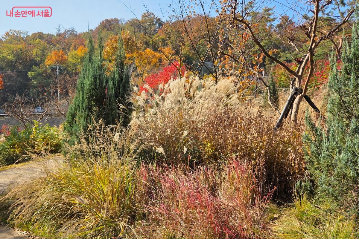사초류 식물이 바람에 흔들리는 바람정원 &copy;김미선
