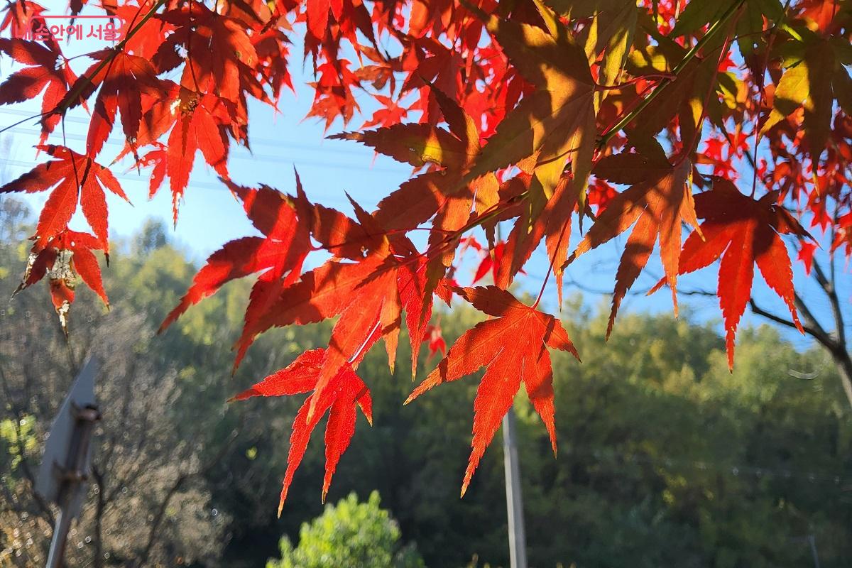 서울 단풍길 110선 중 하나인 월드컵로가 붉게 물든 단풍으로 물결친다. &copy;권수진