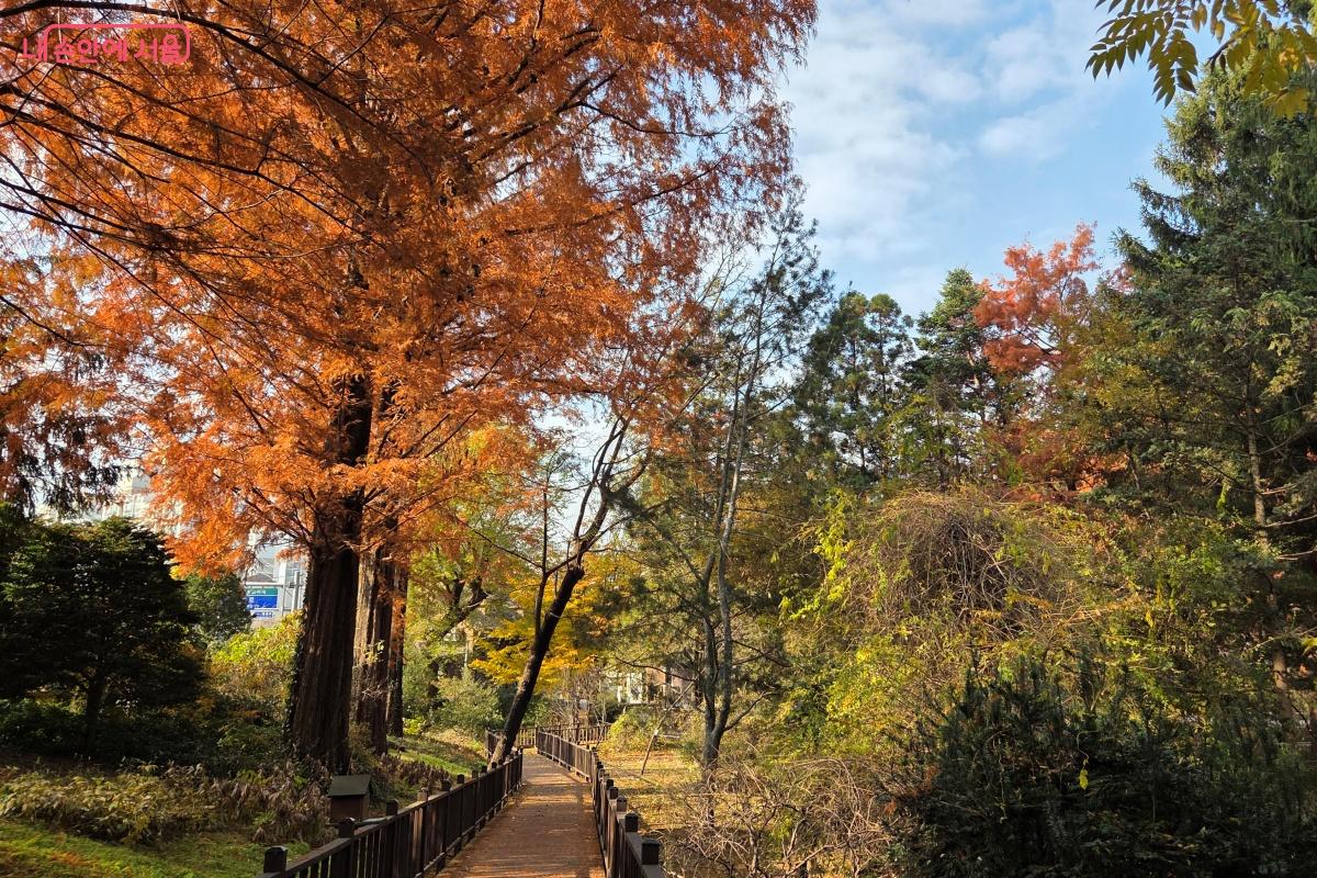 높이 자라는 낙우송과 공룡 시대부터 존재한 메타세콰이어 ⓒ김미선